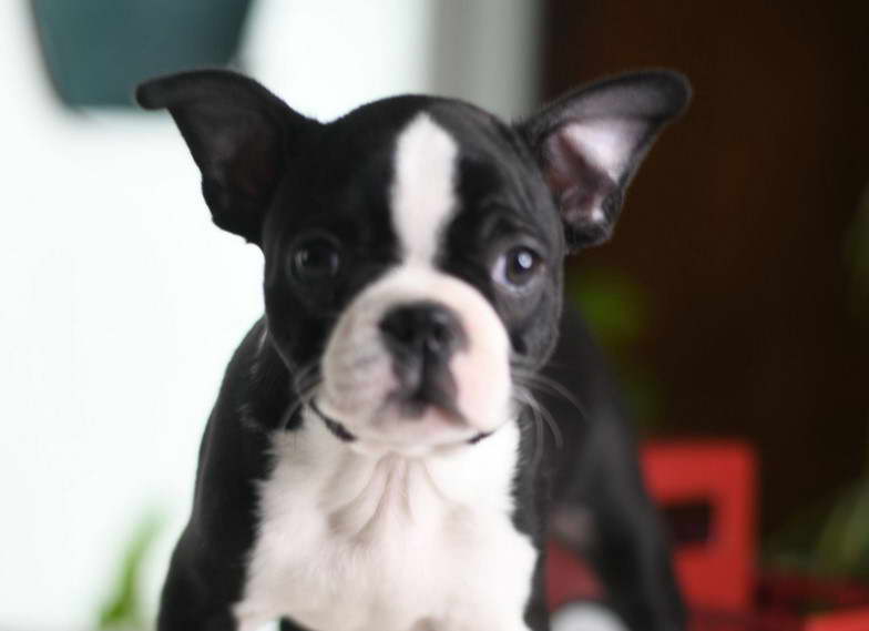 Boston Terrier Breeders MN