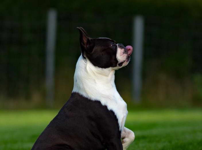 Boston Terrier Breeders NC