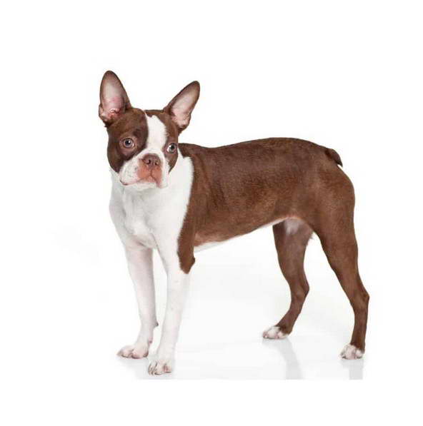 Boston Terrier Colors Chart