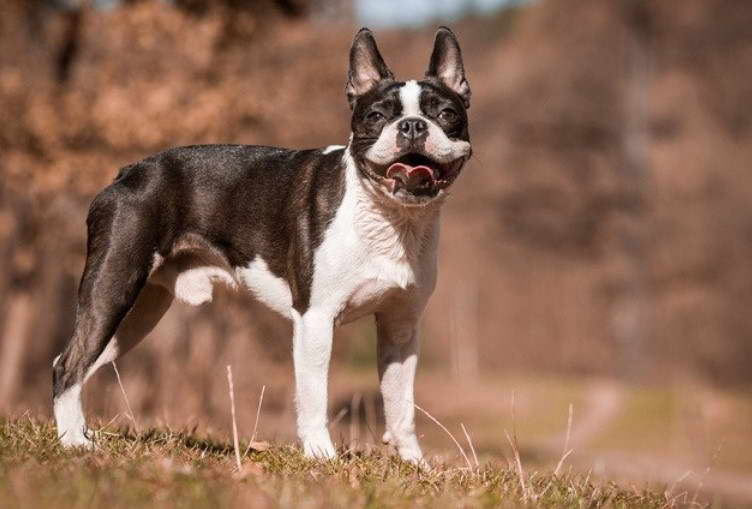 Boston Terrier Dog Names