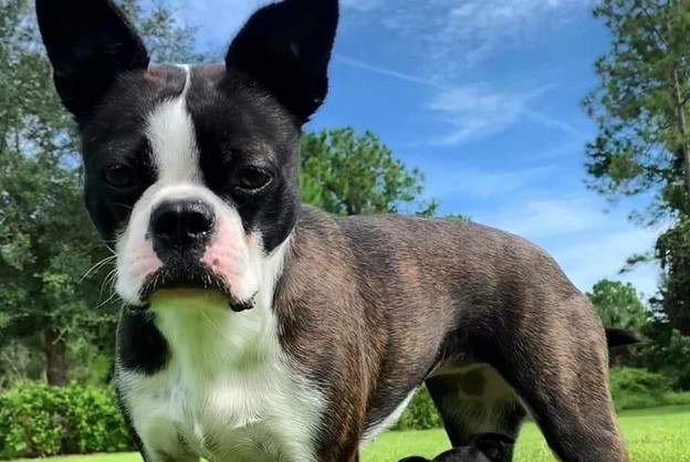 Boston Terrier Florida