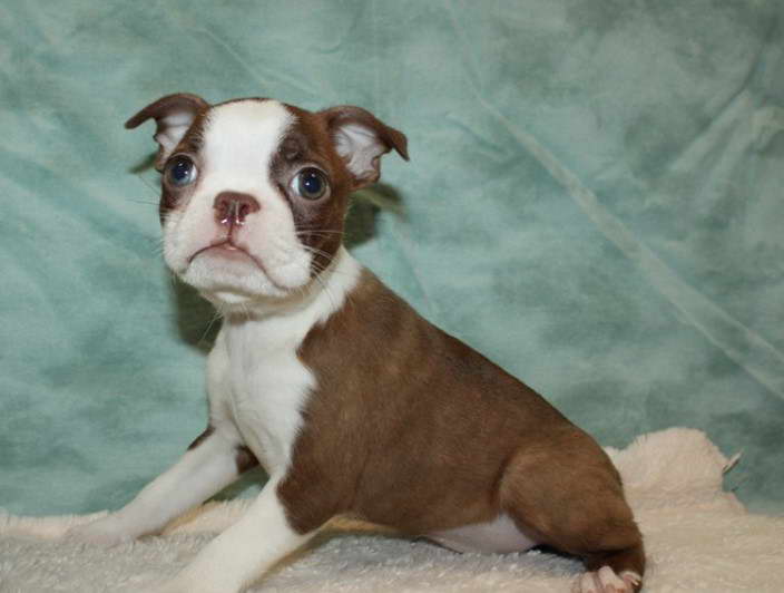 Boston Terrier For Sale Georgia