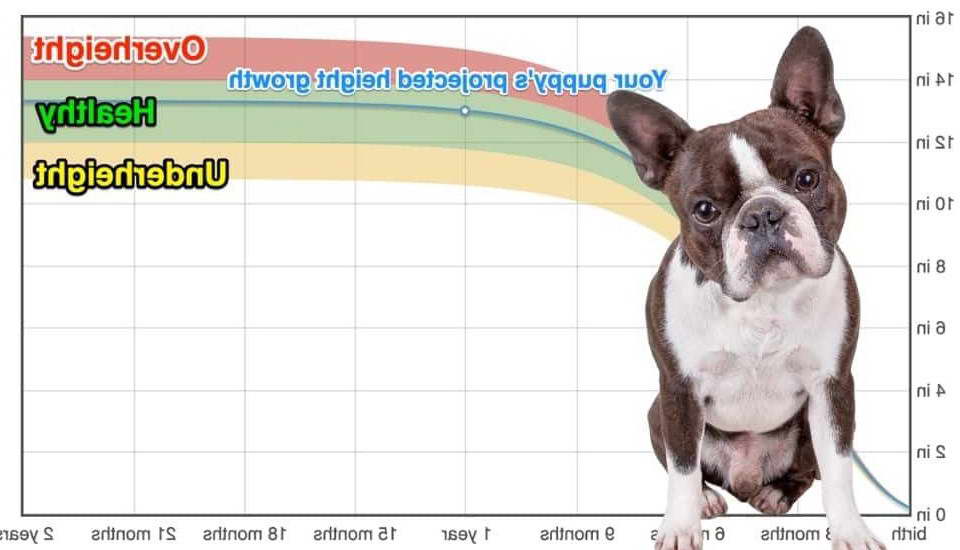 Boston Terrier Growth Chart