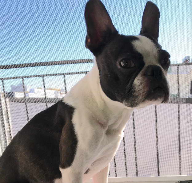 Boston Terrier Iggy