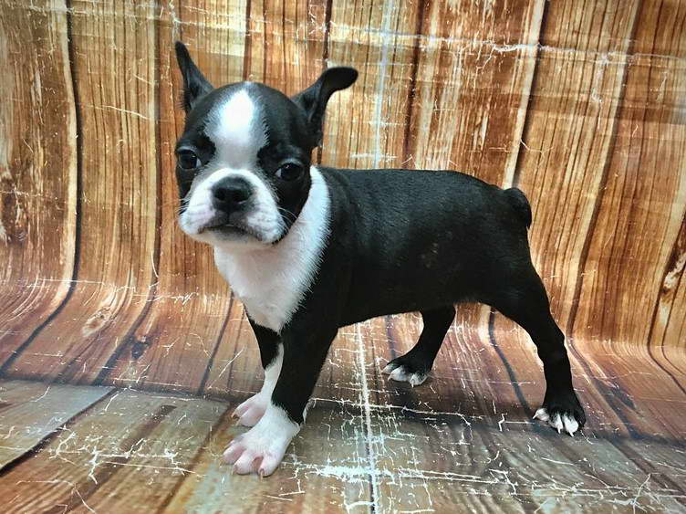 Boston Terrier Las Vegas