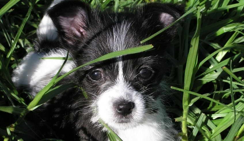 Boston Terrier Maltese Mix