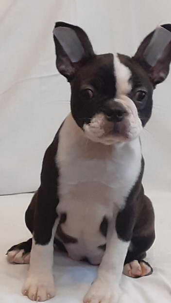 Boston Terrier Mix Puppies For Sale