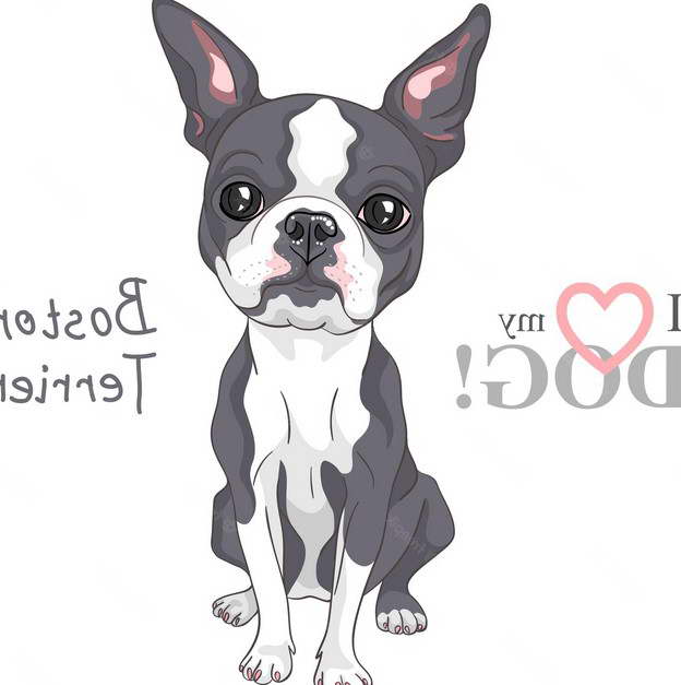 Boston Terrier Outline