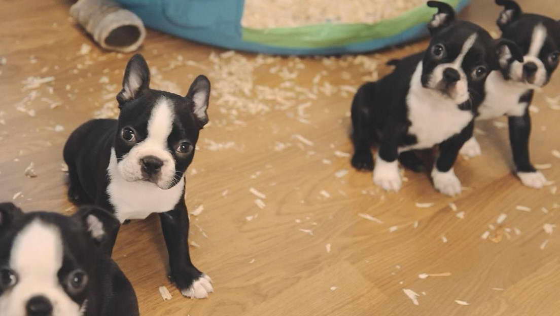 Boston Terrier Puppies California