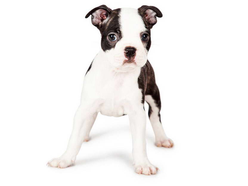 Boston Terrier Puppies For Sale AZ