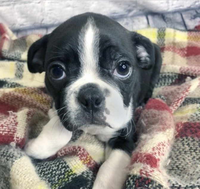 Boston Terrier Puppies For Sale In KY