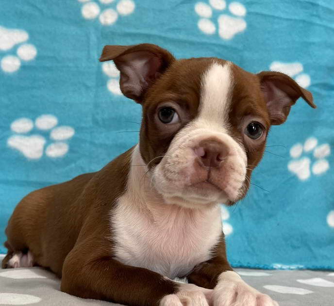 Boston Terrier Puppies For Sale in Missouri