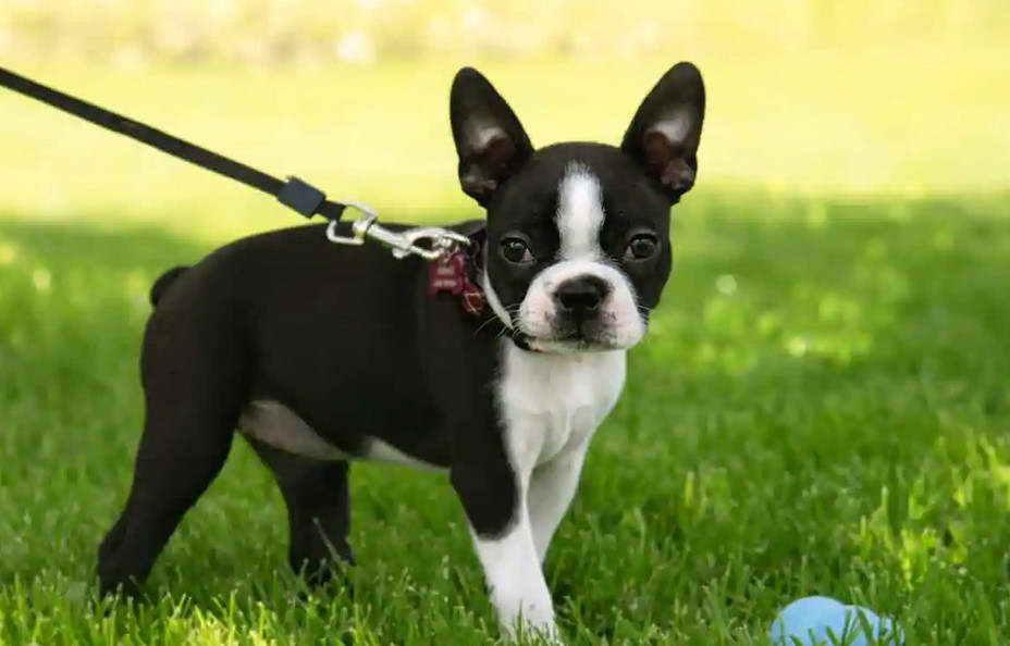 Boston Terrier Puppies for Sale in Oregon