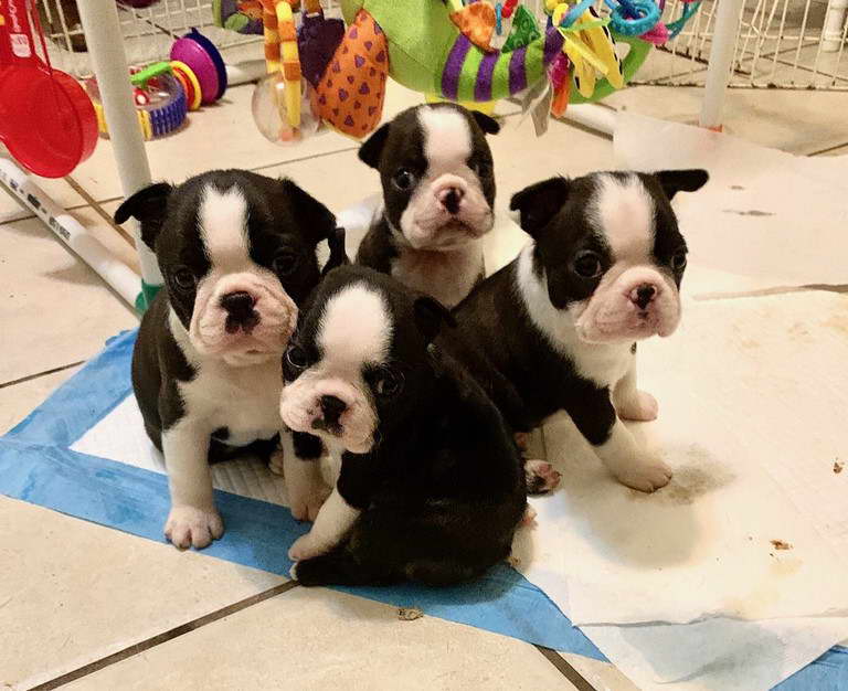 Boston Terrier Puppies For Sale in TN