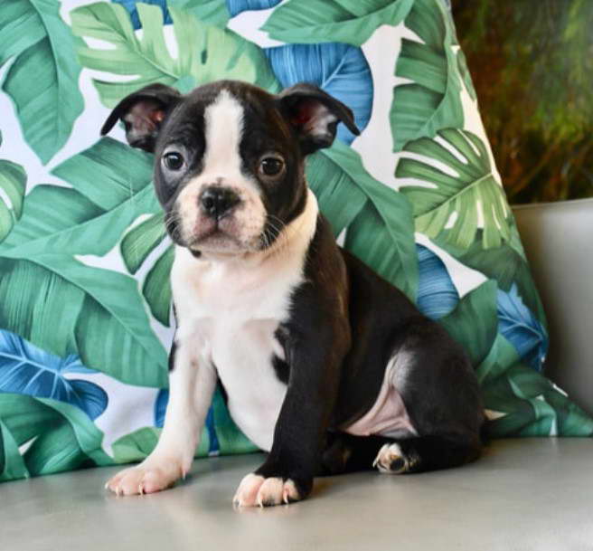 Boston Terrier For Sale Mn