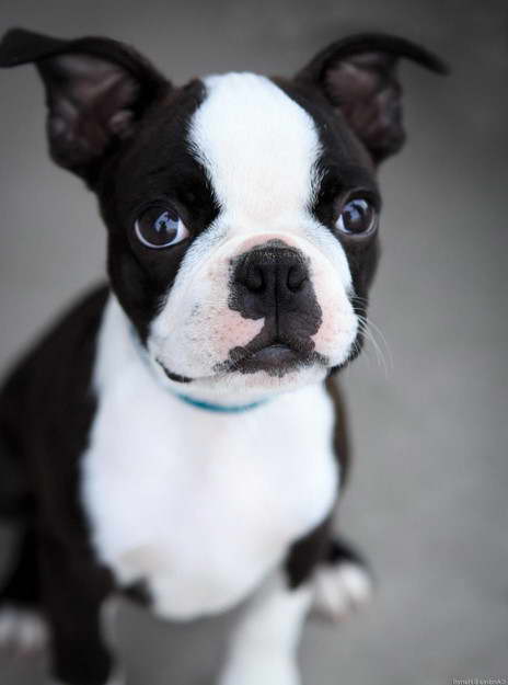 Boston Terrier Puppies Georgia