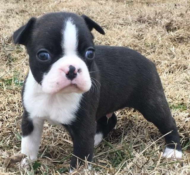 Boston Terrier Puppies Oklahoma