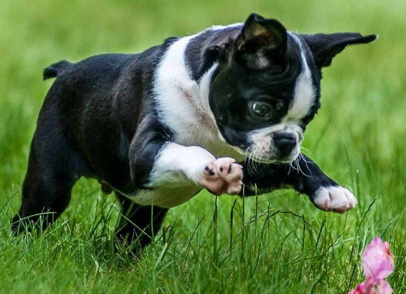 Boston Terrier Puppies Oregon