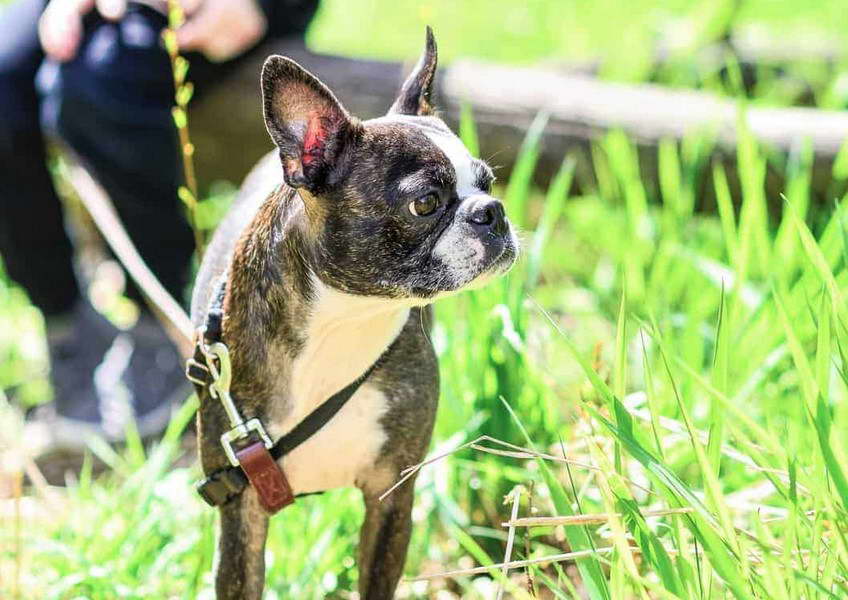 Boston Terrier Rescue of East Tennessee