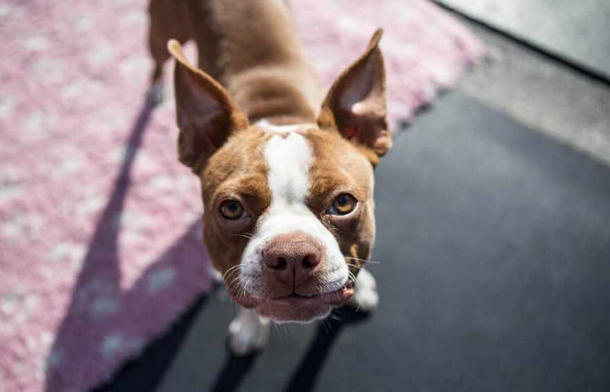 Boston Terrier San Diego