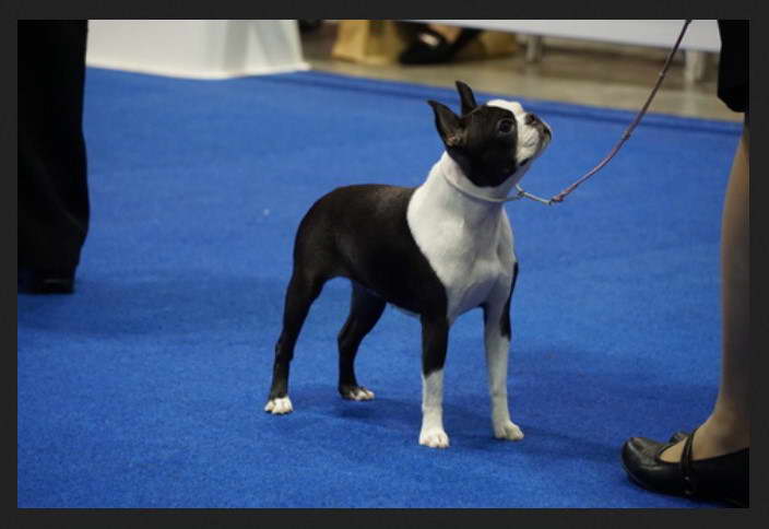 Boston Terrier Show Dog