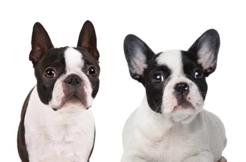 Boston Terrier vs Frenchie