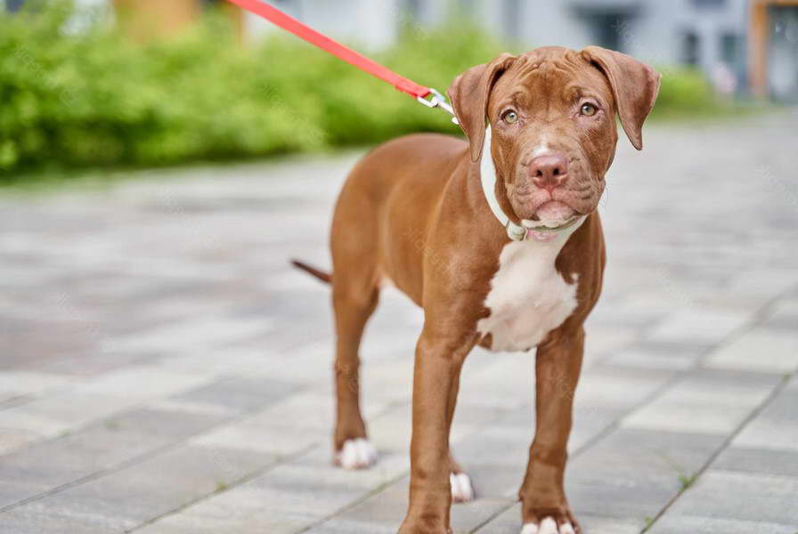 Brown Pitbull Terrier