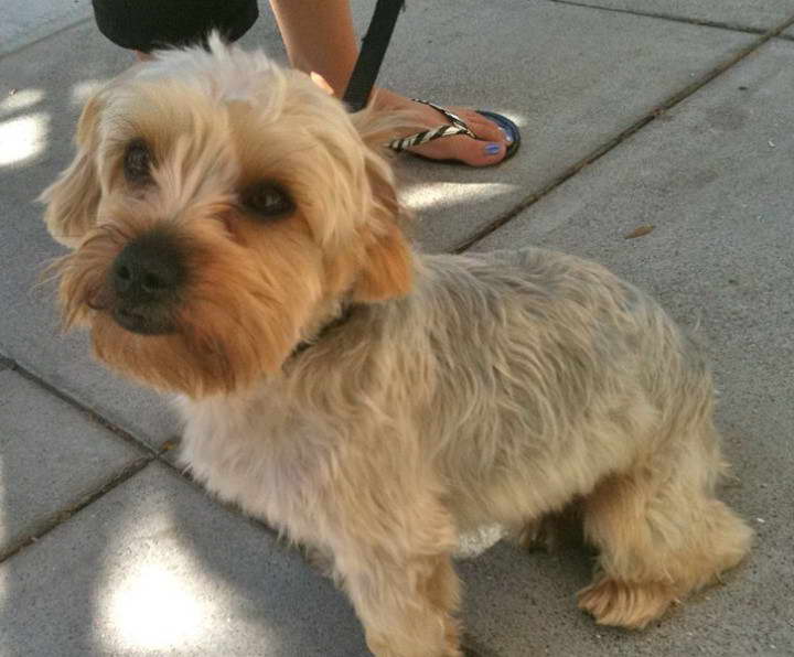 Brown Terrier Mix