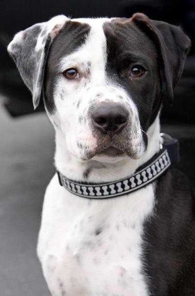 Bull Terrier Dalmatian Mix