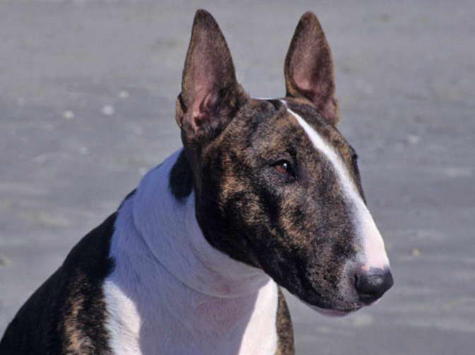 Bull Terrier Face