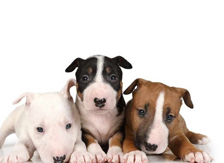 Bull Terrier For Sale in Texas