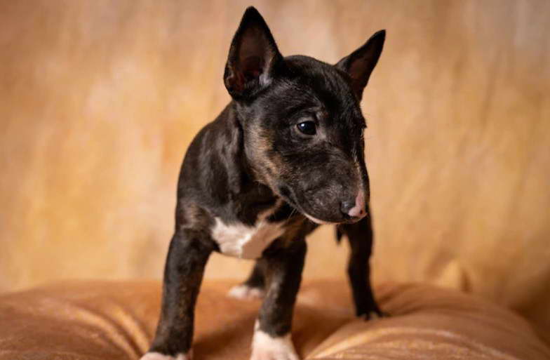 Bull Terrier Houston