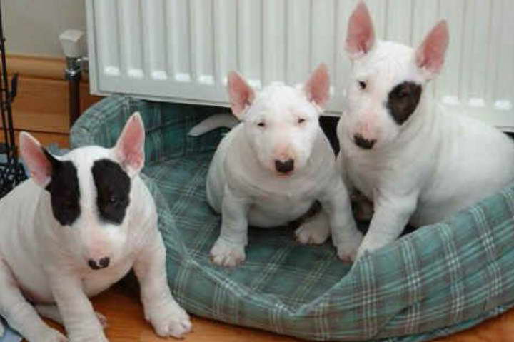 Bull Terrier Hypoallergenic