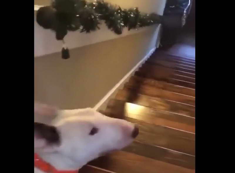 Bull Terrier Jumps Down Stairs