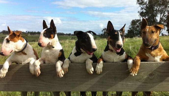 Bull Terrier Life Expectancy