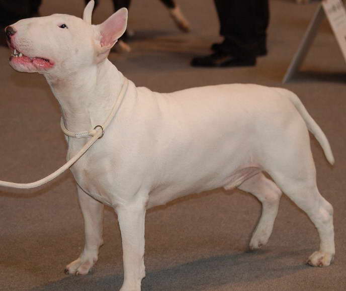 Bull Terrier Precio