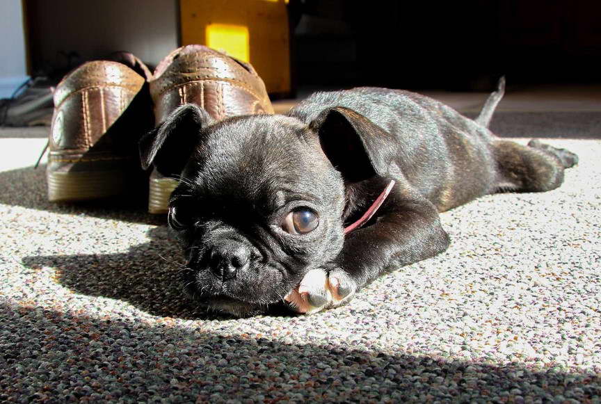 Bull Terrier Pug Mix