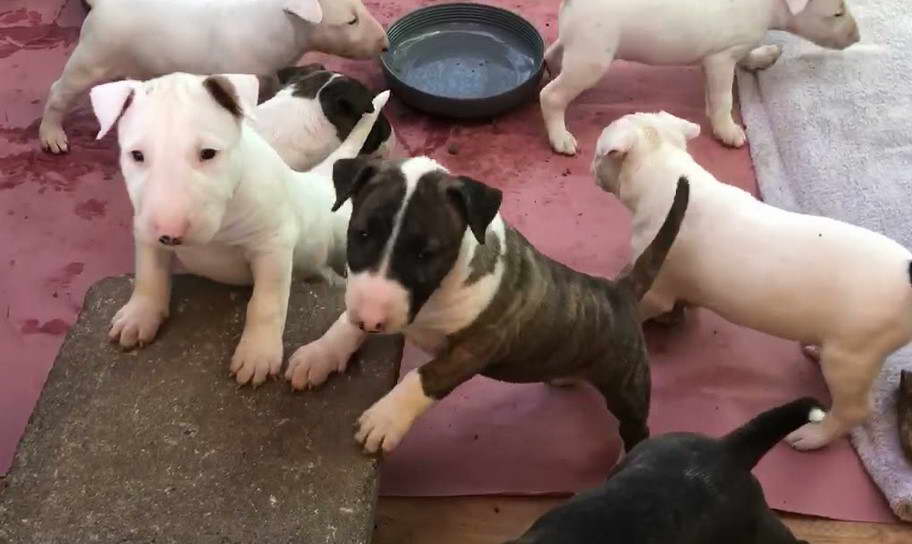 Bull Terrier Puppies For Sale Craigslist