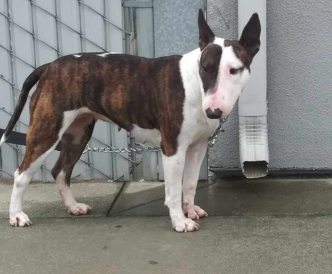 Bull Terrier Rescue California