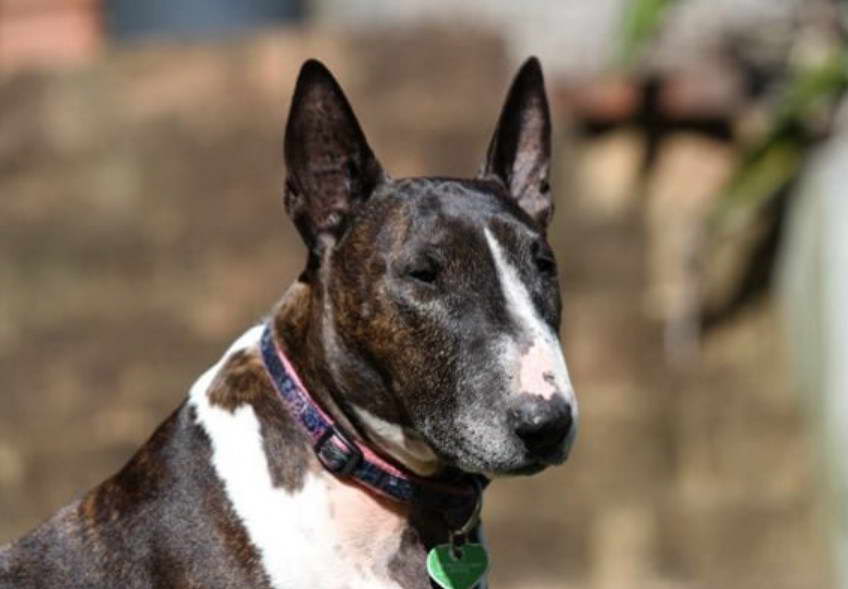 Bull Terrier Shedding