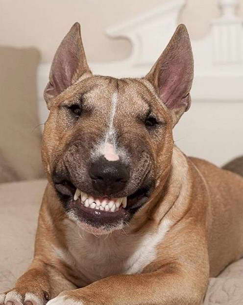 Bull Terrier Teeth