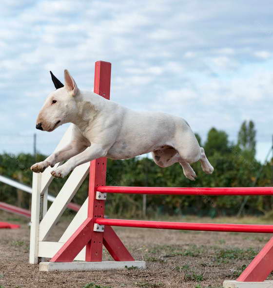 Bull Terrier Training