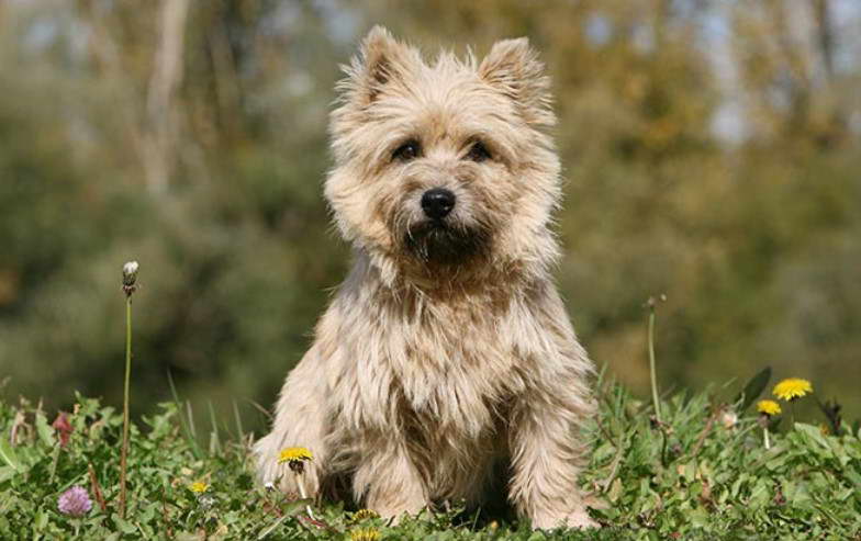 Cairn Terrier Club of America