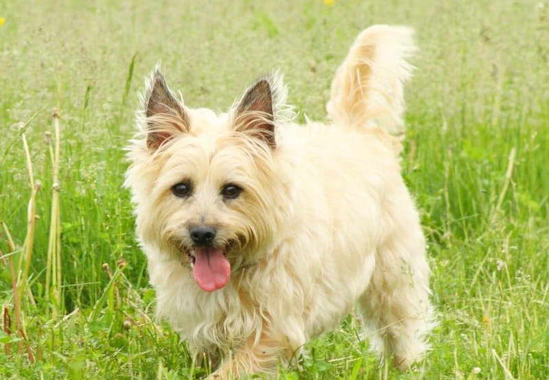 Cairn Terrier Cost