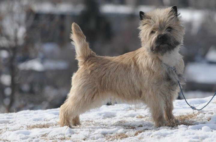 Cairn Terrier Puppies for Sale California