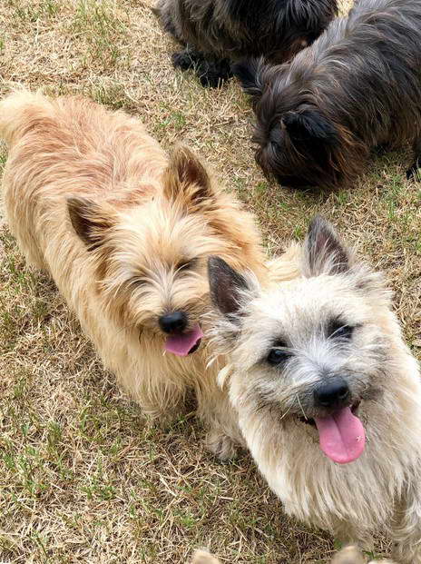 Cairn Terrier Puppies for Sale in Ohio