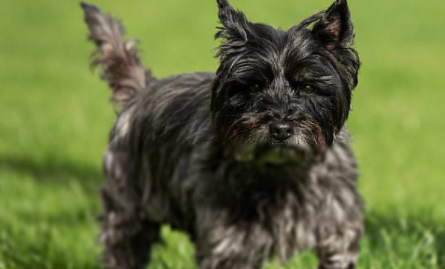 Cairn Terrier Rescue Ohio