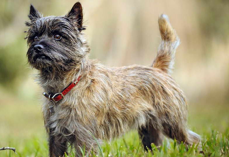 Chihuahua Cairn Terrier