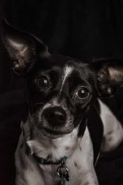 Chihuahua Terrier Mix Black And White