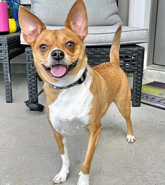 Chihuahua Wire Terrier Mix